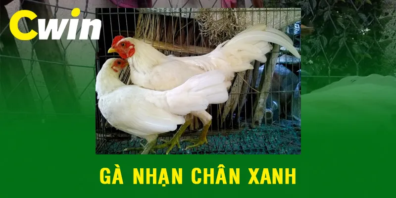 Gà nhạn chân xanh được yêu thích hàng đầu