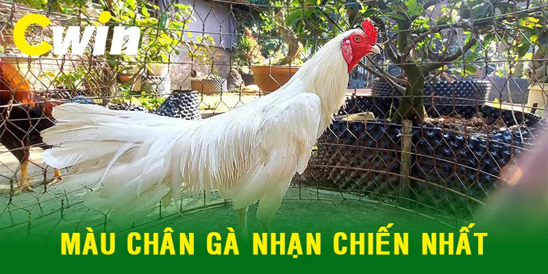 gà nhạn