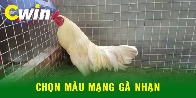 Chọn màu mạng cho gà nhạn khi thi đấu