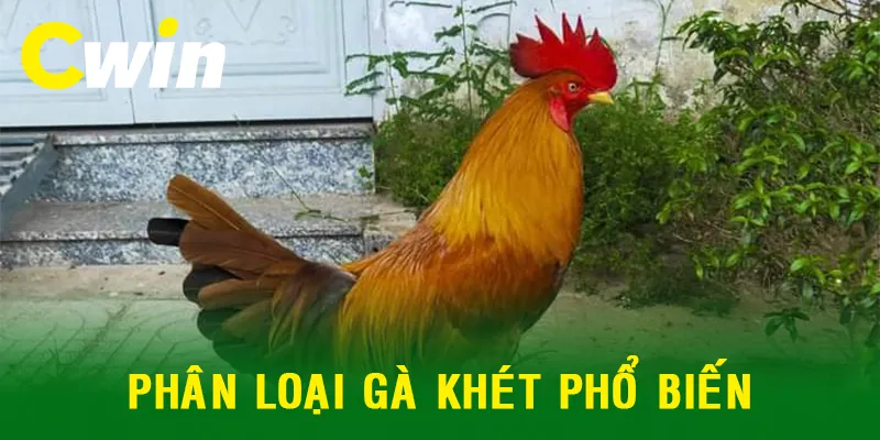 Các loại gà khét phổ biến ngày nay