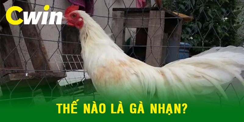 Tìm hiểu về gà nhạn