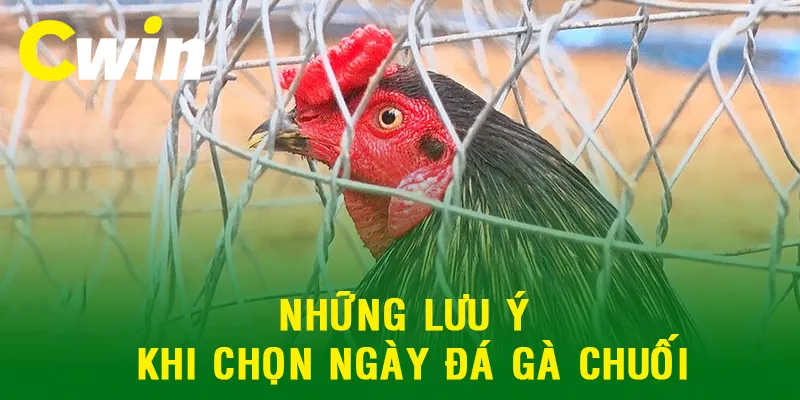 Những lưu ý quan trọng khi chọn ngày đá gà